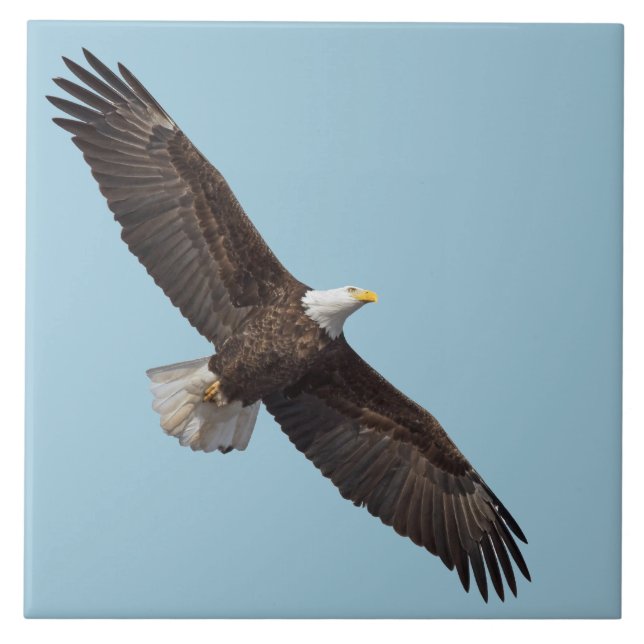 The Majestic Bald Eagle Tile (Front)