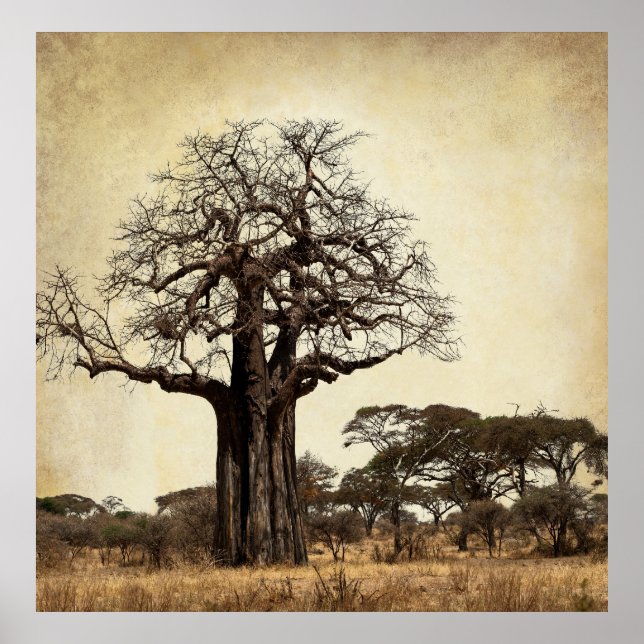 THE MAJESTIC BAOBAB TREE of AFRICA Poster (Front)