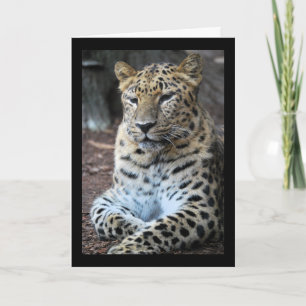 The Majestic Leopard Card
