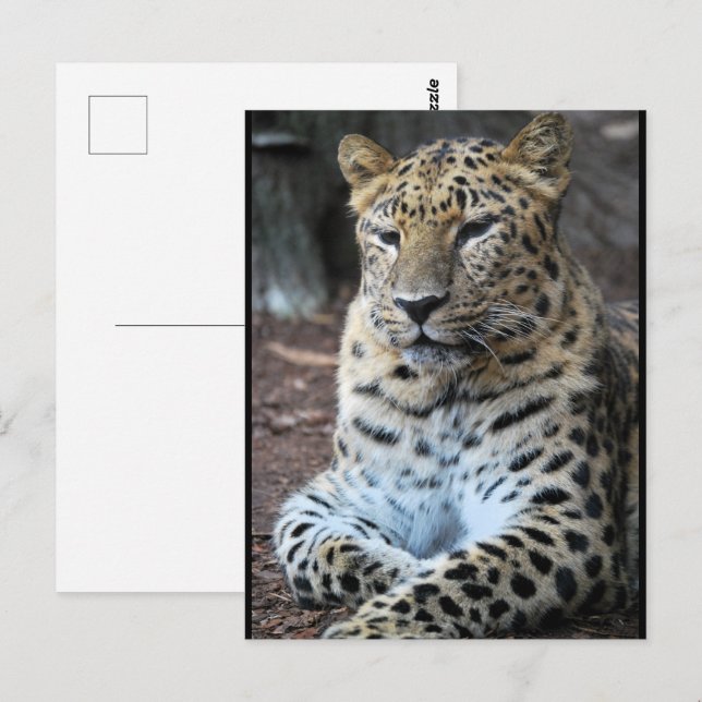 The Majestic Leopard Postcard (Front/Back)