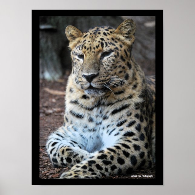 The Majestic Leopard Poster (Front)