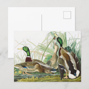 The Mallard Duck Audubon Bird Painting Postcard
