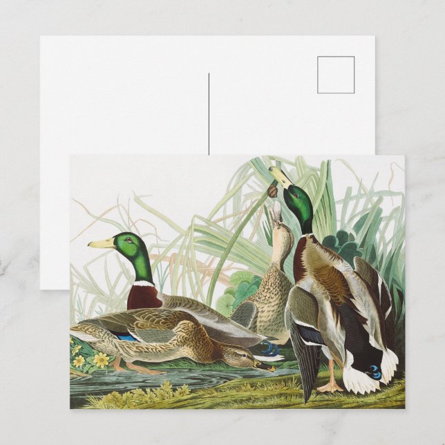 The Mallard Duck Audubon Bird Painting Postcard (Front/Back)
