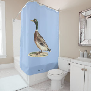 The Mallard or Wild Duck (Anas platyrhynchos)