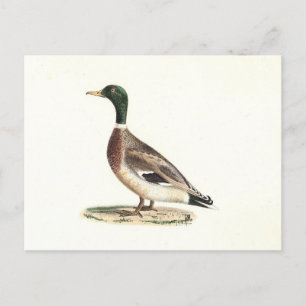 The Mallard or Wild Duck (Anas platyrhynchos) Postcard