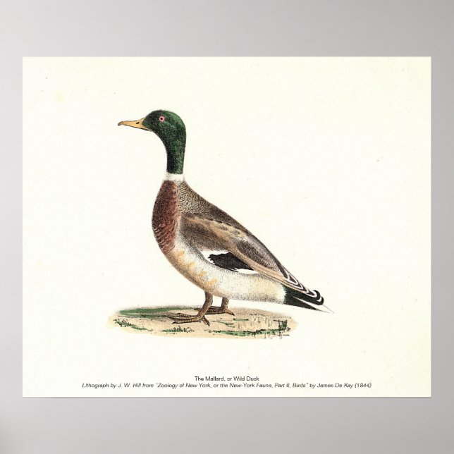 The Mallard or Wild Duck (Anas platyrhynchos) Poster (Front)