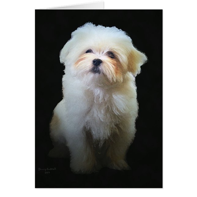 The Maltese (Front)