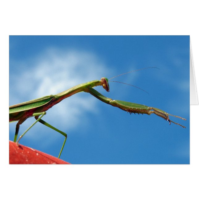 The Mantis (Front Horizontal)