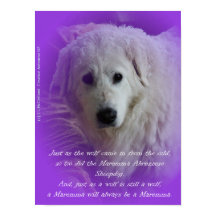 The Maremma & the wolf