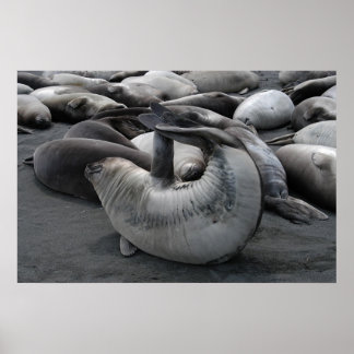 The Mermaid Seal (Poster) Poster