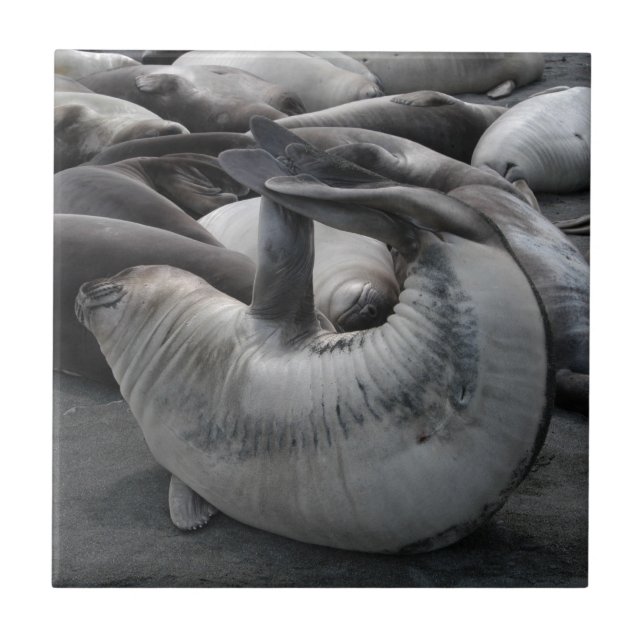 The Mermaid Seal - Tile (Front)