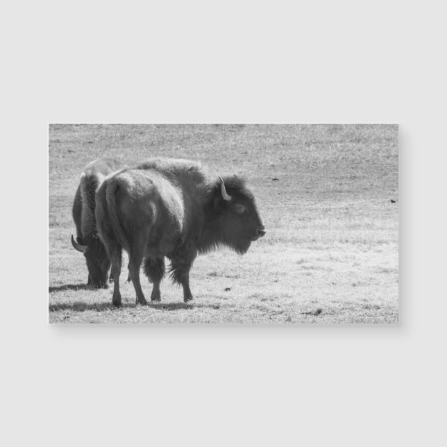 The Mighty Buffalo  (Front)