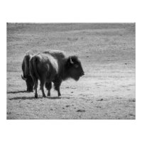 The Mighty Buffalo