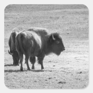 The Mighty Buffalo Square Sticker