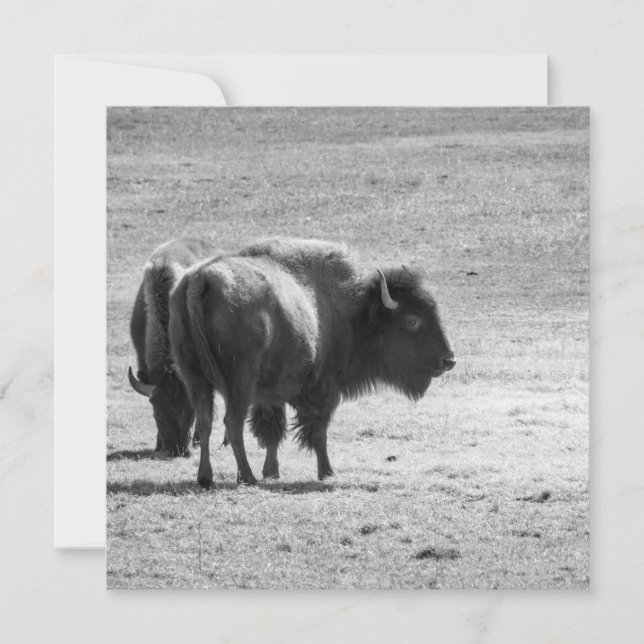 The Mighty Buffalo  Thank You Card (Front)