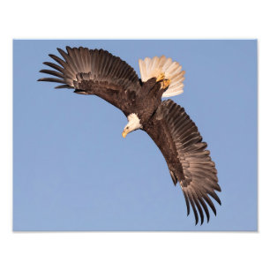 The Mighty Eagle Photo Print