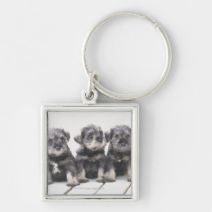 The Miniature Schnauzer is a breed of small dog Keychain