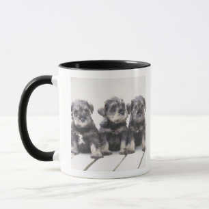 The Miniature Schnauzer is a breed of small dog Mug