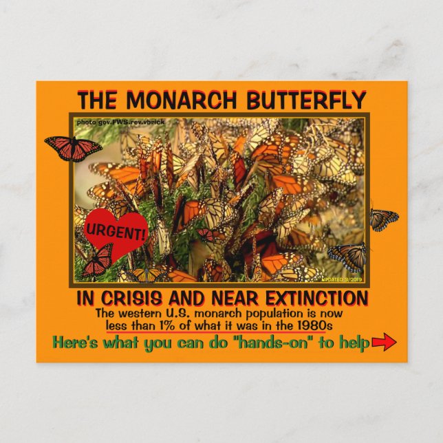 The monarch Butterfly is Endangerd, how to help - Postcard (Front)