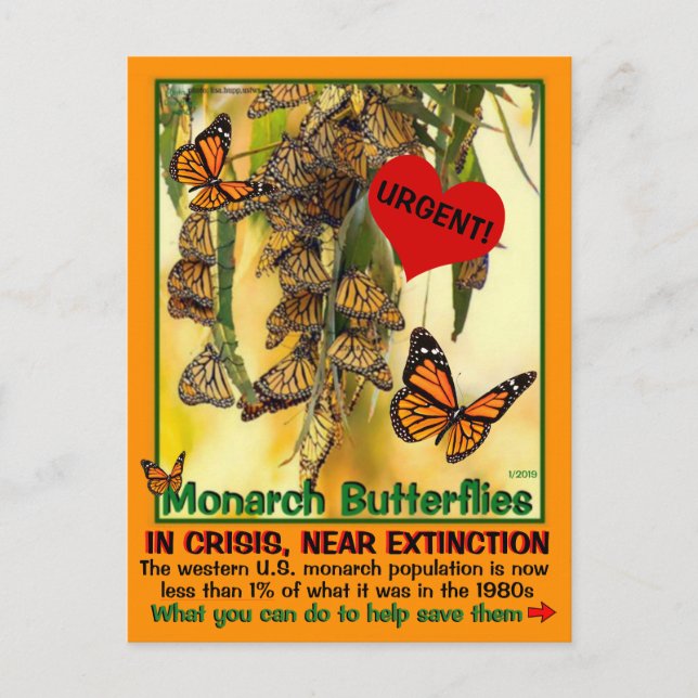 The monarch butterfly is endangered - help them - postcard (Front)