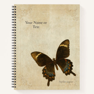 The Monarch of the Mandarins: Orchard Swallowtail Notebook