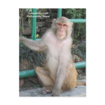 The Monkeys of Swayambhunath