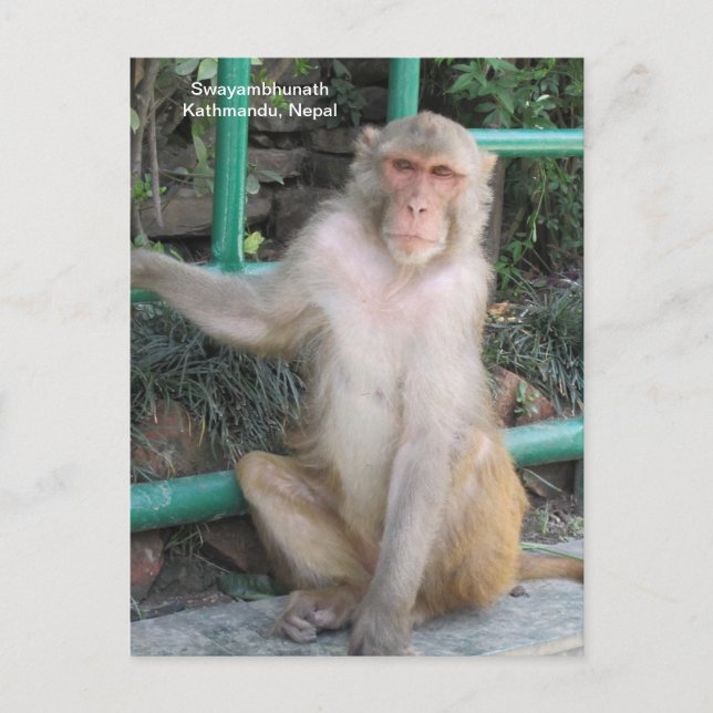 The Monkeys of Swayambhunath Postcard (Front)