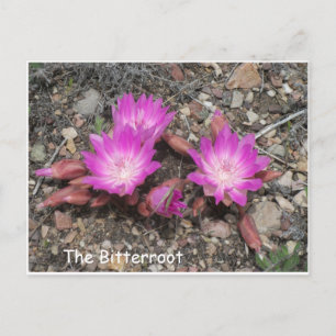 The Montana Bitterroot:  God's favourite flower Postcard