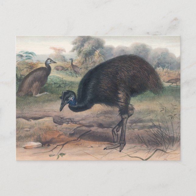 The Mooruk by Joseph Wolf Postcard (Front)