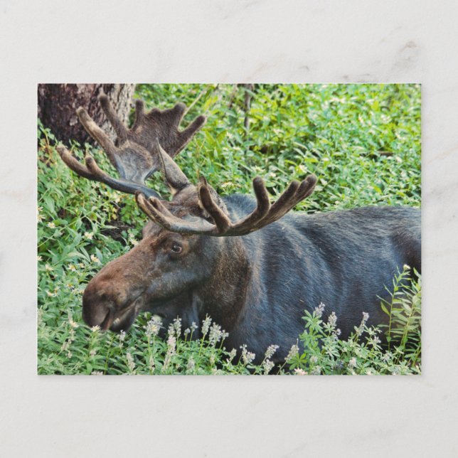 The Moose Postcard (Front)