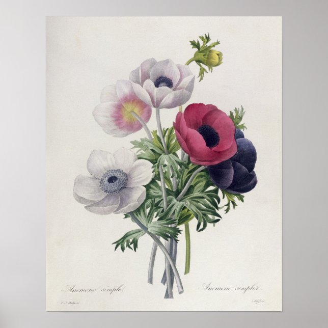 'The Most Beautiful Flowers' Choices Poster (Front)