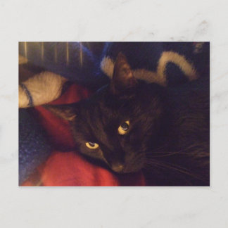 The Most Handsome Cat in the World Postcard