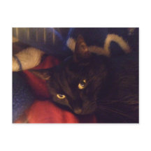 The Most Handsome Cat in the World