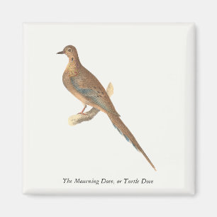 The Mourning Dove (Carolina Turtle Dove) NY Birds Magnet