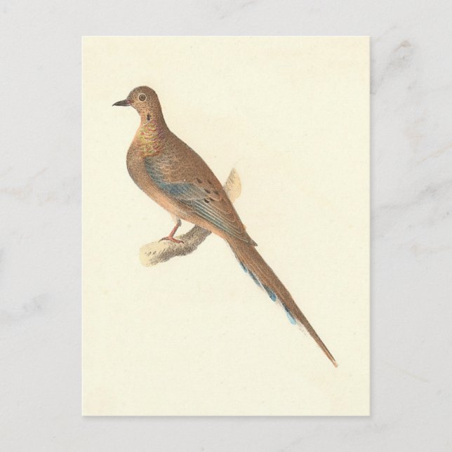 The Mourning Dove (Carolina Turtle Dove) NY Birds Postcard (Front)