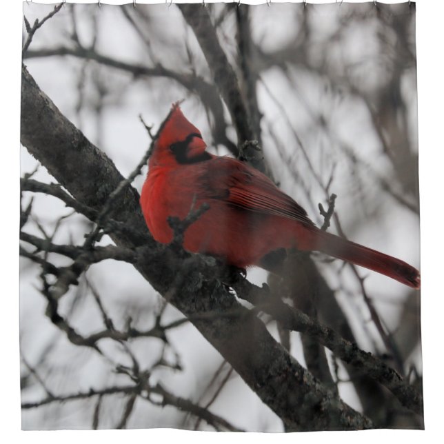 The Mr. Shower curtain (Front)
