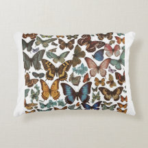 the multi colour butterfly