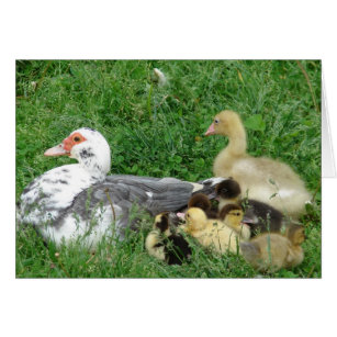 The Muscovy Family Plus Gosling
