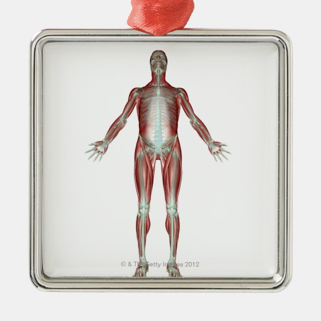 The Musculoskeletal System 4 Metal Ornament (Front)