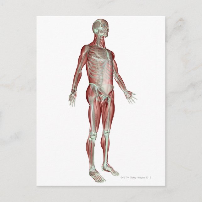 The Musculoskeletal System 8 Postcard (Front)