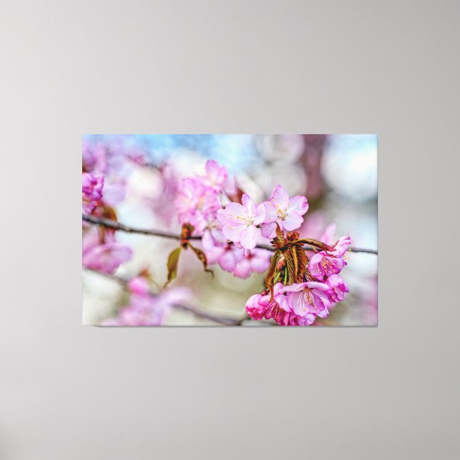 The Muted Beauty Of Sakura Blossoms In Springtime Canvas Print (Front)