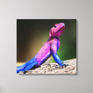The Mwanza Flat-headed Agama on rock Canvas Print