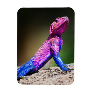 The Mwanza Flat-headed Agama on rock Magnet