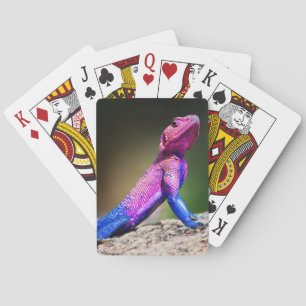 The Mwanza Flat-headed Agama on rock Playing Cards