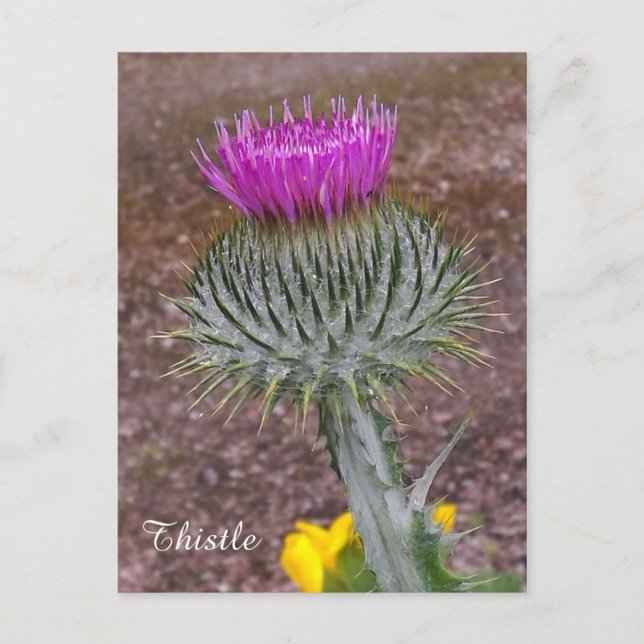 The National Flower of Scotland. Postcard (Front)
