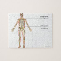 The Nervous System 2