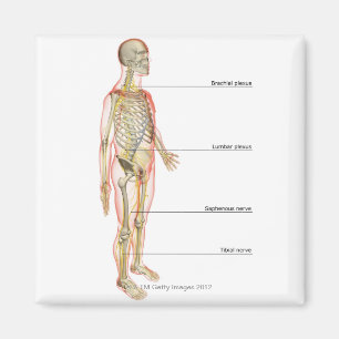 The Nervous System 3 Magnet