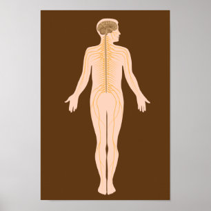 The nervous system Poster