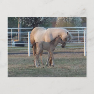 The Newborn Postcard