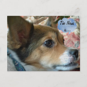 The News Dog Postcard